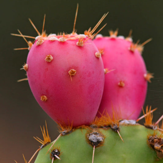 5 Fun Facts about Prickly pear seed oil