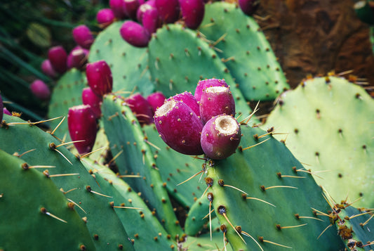 Prickly Pear seed oil works !